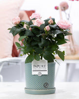 Rosa Light Pink In P&PURE Lauren Ceramics