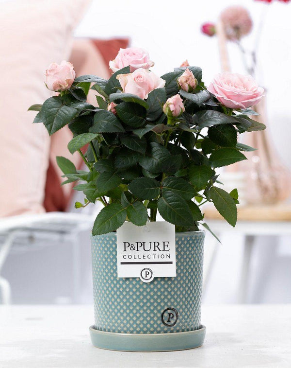 Rosa Light Pink In P&PURE Lauren Ceramics