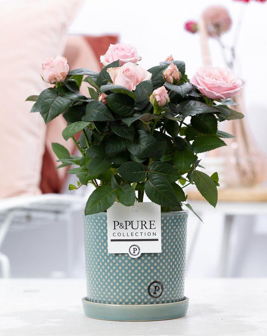 Rosa Light Pink In P&PURE Lauren Ceramics