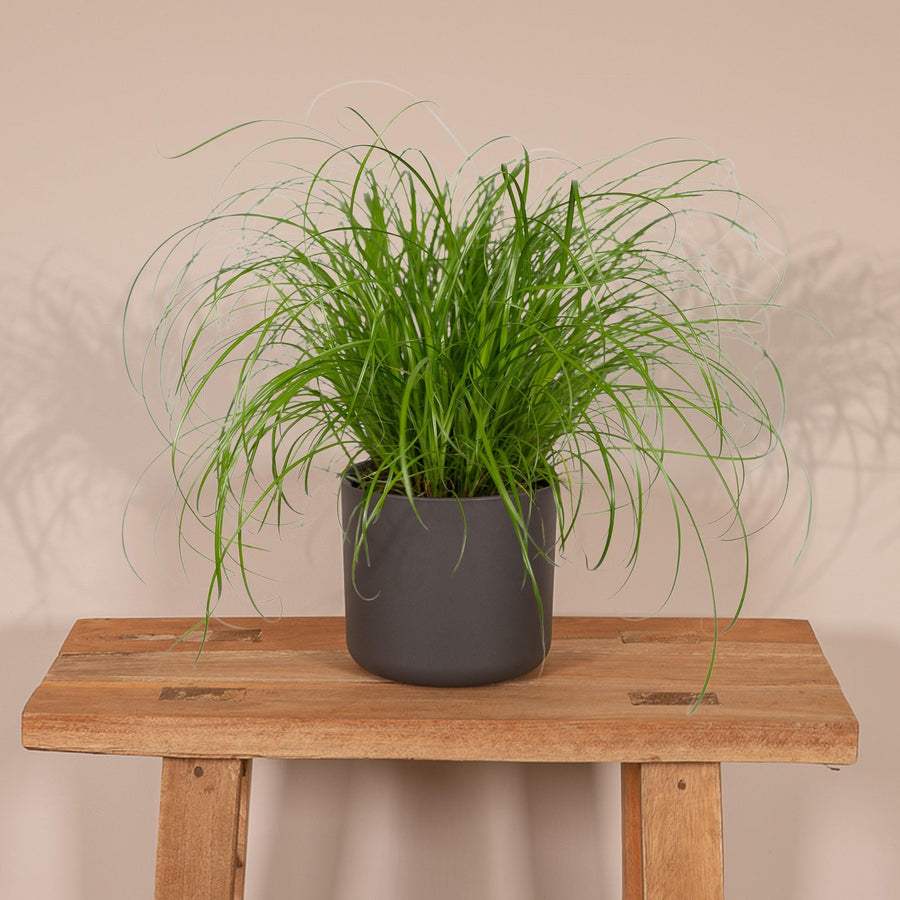 Cyperus Alternifolius - Cat grass