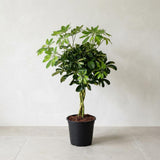 Schefflera Gold Capella