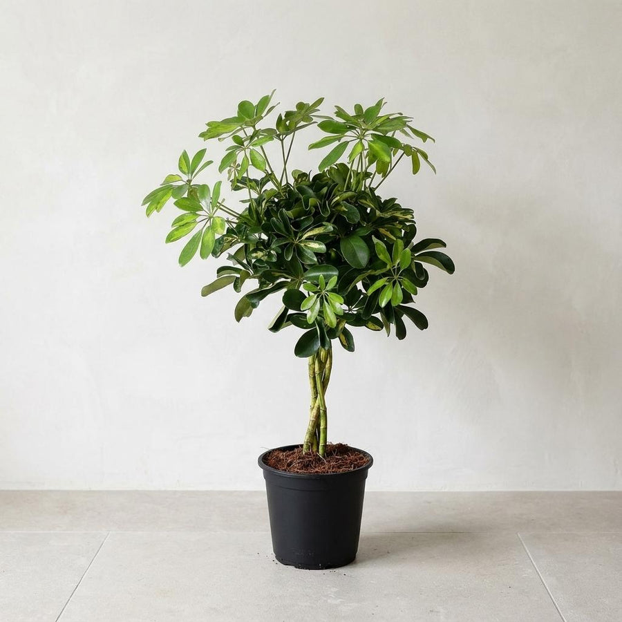 Schefflera Gold Capella