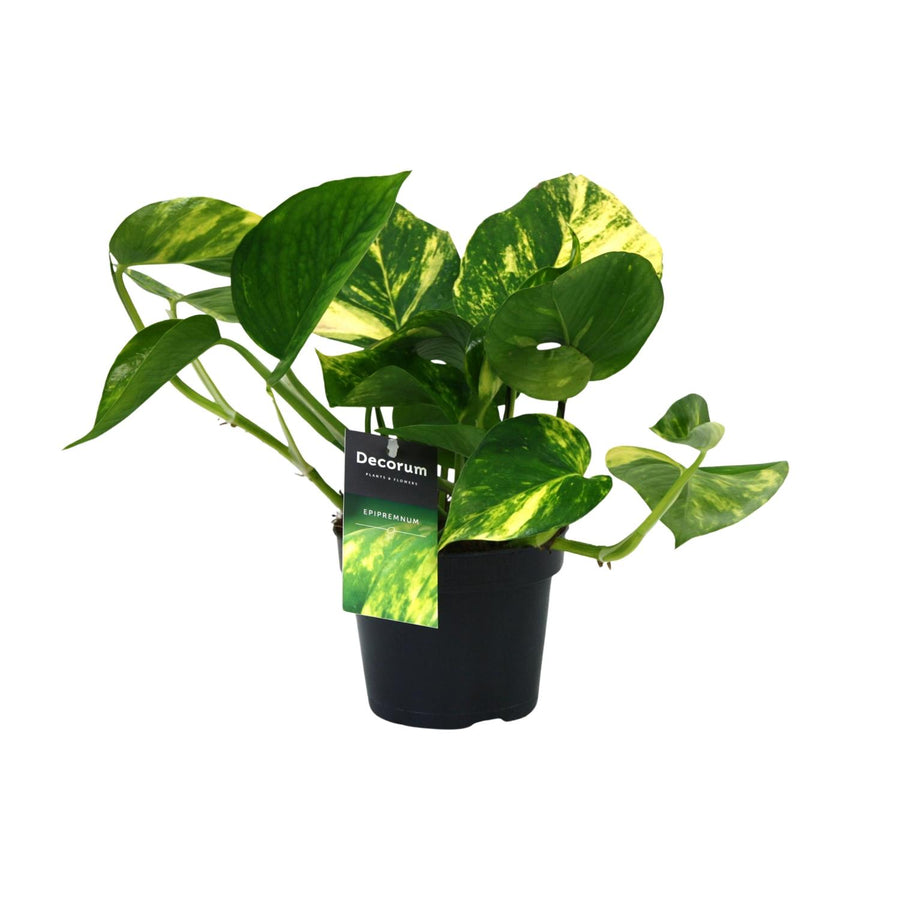 PROMO - Scindapsus (Epipremnum) Aureum
