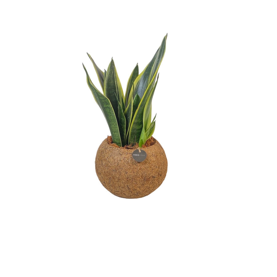 Kokodama Sansevieria superba staand - Ø15 cm