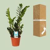 Zamioculcas Zamiifolia