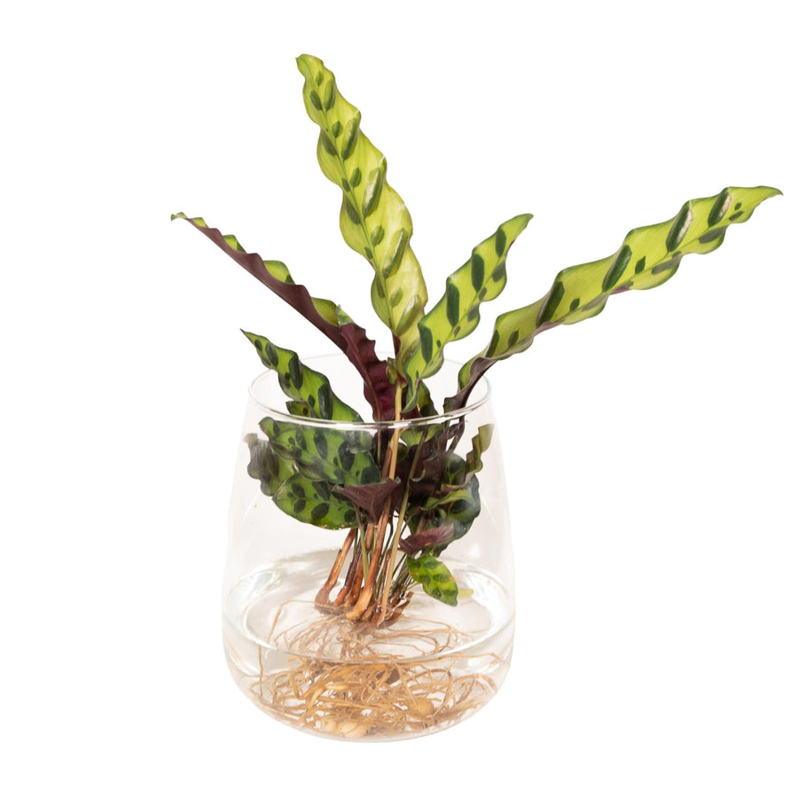 Calathea Insignis in Kingston glas
