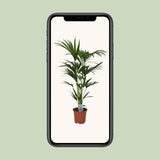 Howea forsteriana