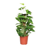 Epipremnum Pinnatum Mosstok Scindapsus