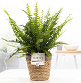 Nephrolepis Green Lady In P&PURE Basket