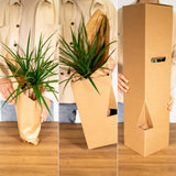 Cyperus Alternifolius - Cat grass