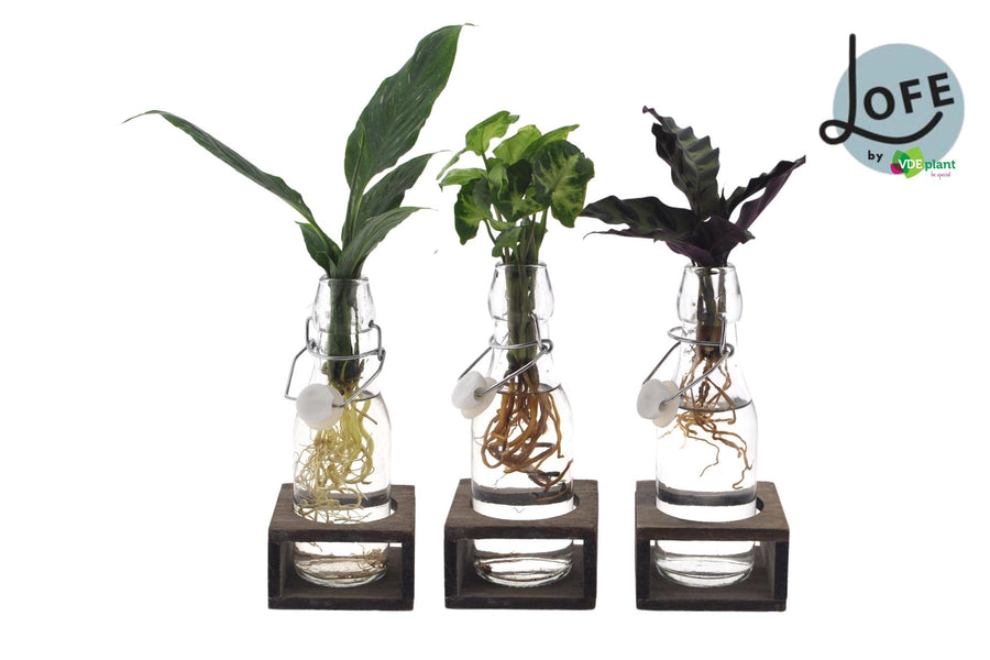 Intenz Mix in Ann Glas (witte dop) + Naturel Single - 3 stuks