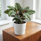 Elho greenville round white - D20cm