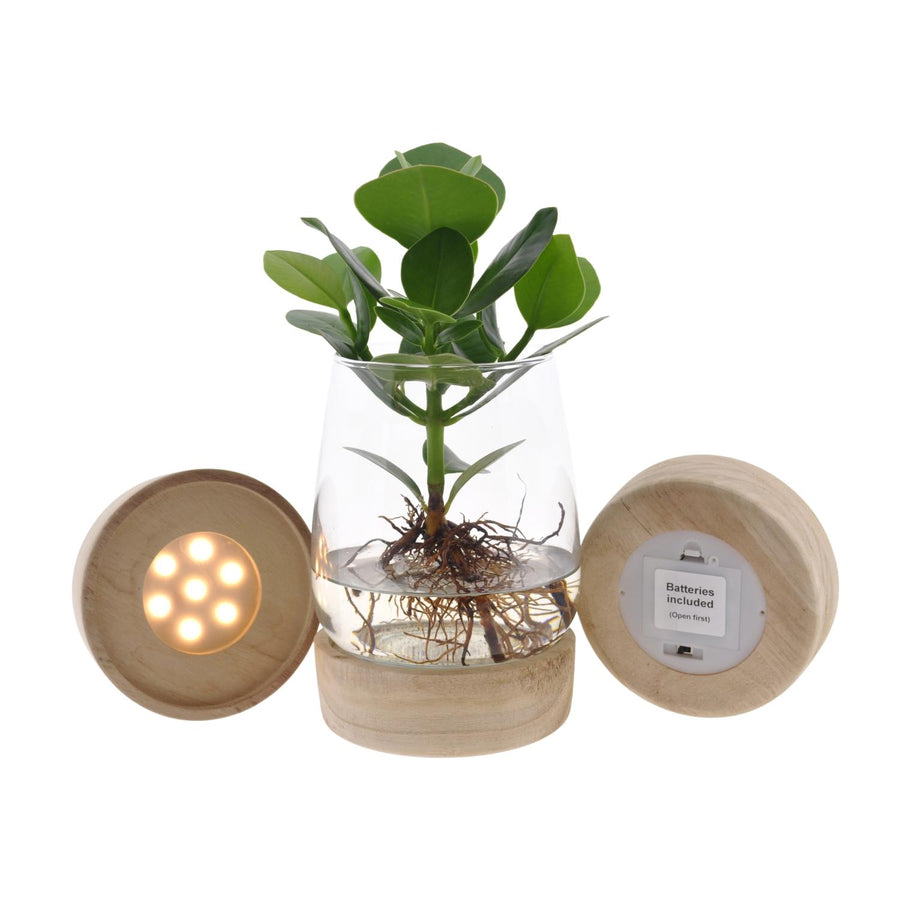 Clusia In Kingston Glas + LED