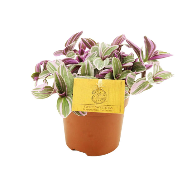 Tradescantia Sweetness
