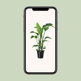 Strelitzia Nicolai