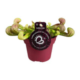 Sarracenia Psittacina