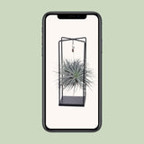 Tillandsia Mix 1 piece