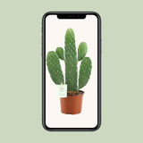 Opuntia Rubescens Consolea