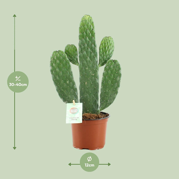 Opuntia Rubescens Consolea