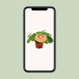 Pilea Peperomioides