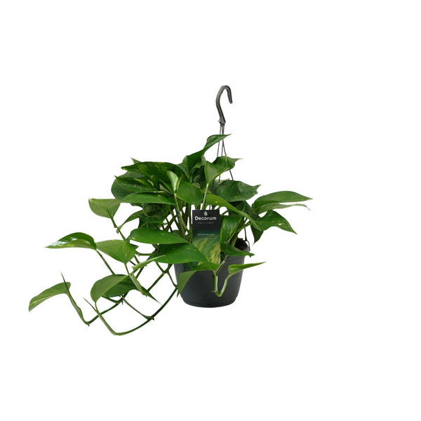 Scindapsus (Epipremnum)