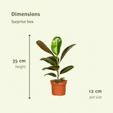 Surprise box - x6