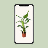 PROMO - Strelitzia Nicolai