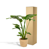 Strelitzia Nicolai + Mand Selin