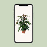 Ficus Binnendijkii 'Amstel King'