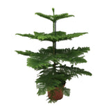 Araucaria Heterophylla