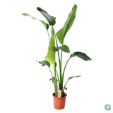 Strelitzia Nicolai
