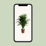 Dypsis Lutescens (Areca)