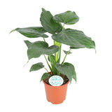 Alocasia Cucullata