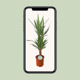 Yucca