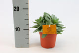 Senecio Cephalophorus