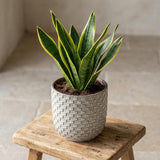 Pot relief wit D13,5
