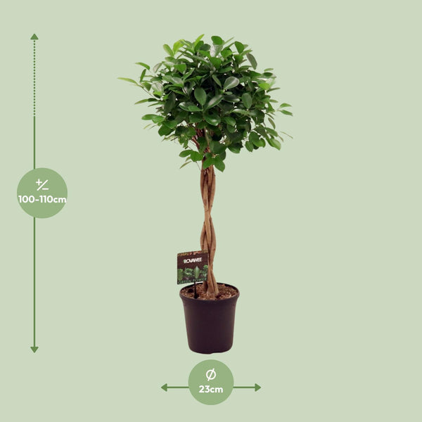 Ficus Micr. Moclame