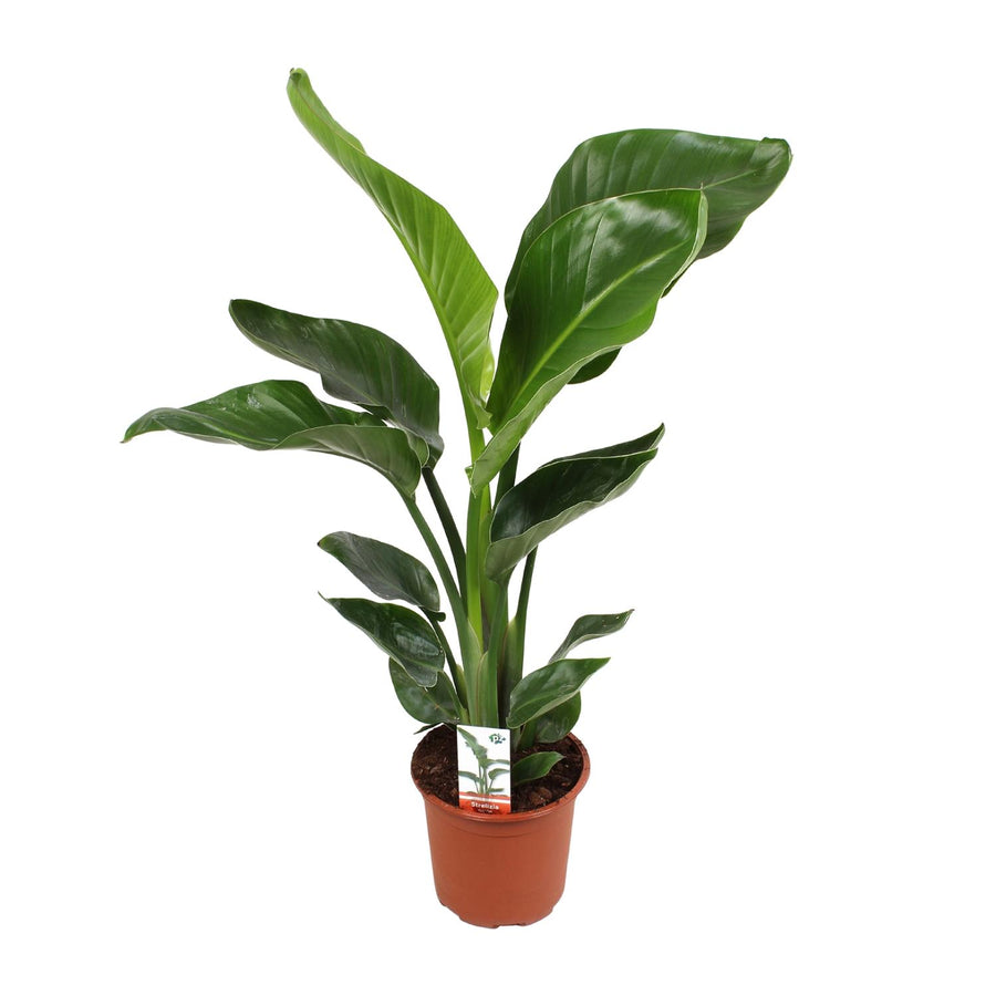 Strelitzia Nicolai