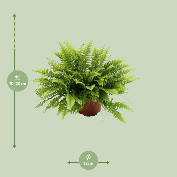 Nephrolepis Boston Green Moment