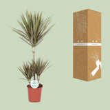 Dracaena Bicolor