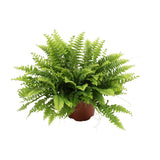 Nephrolepis Boston Green Moment