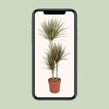 Dracaena Bicolor