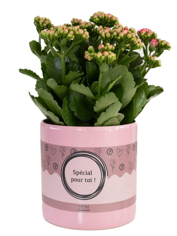 Kalanchoe Pink In P&PURE "SPECIAL POUR TOI" Verpakking