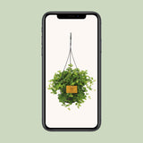Peperomia Rotundifolia