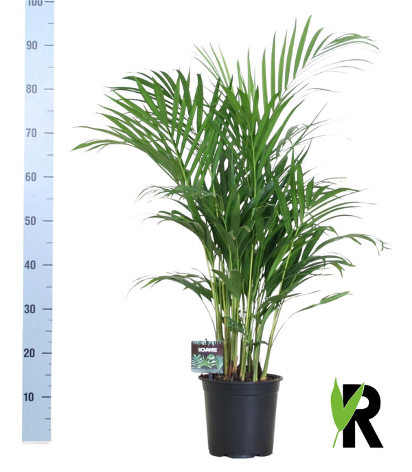 Dypsis Lutescens