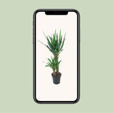 Yucca Elephantipes