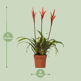 Vriesea Elan Toef
