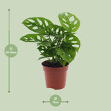 Monstera Monkey Leaf (Gatenplant)
