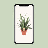 Sansevieria Diamond Green