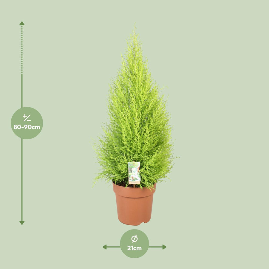 Cupressus Goldcrest Wilma
